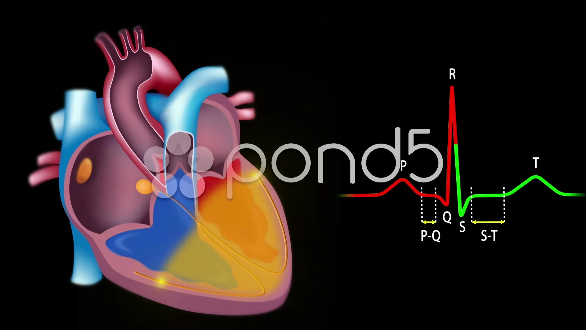 cardiac cycle animation