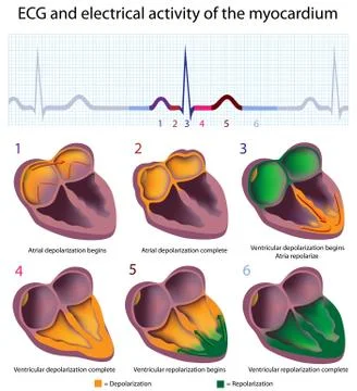 ECG and the myocardium Stock Illustration