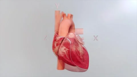 ECG vector and vector cardiogram trace the direction Stock Footage 345200050