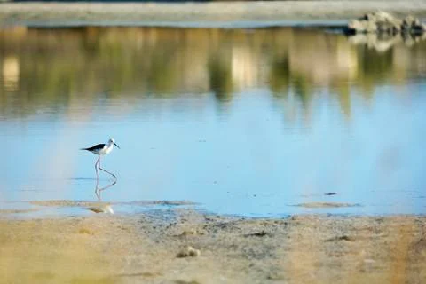 Echasse blanche Stock Photos