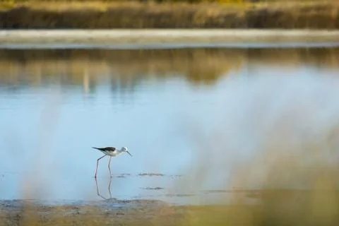 Echasse blanche Stock Photos