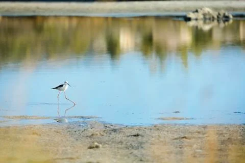Echasse blanche Stock Photos