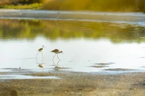 Echasse blanche Stock Photos