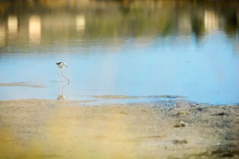 Echasse blanche Stock Photos