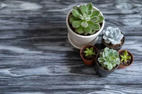 Echeveria for the background Stock Photos