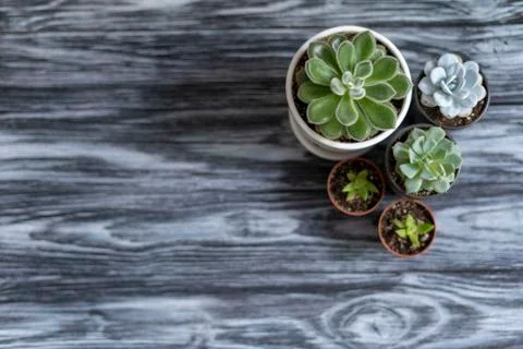 Echeveria for the background Stock Photos