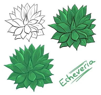 Echeveria - coloring page with example Stock Illustration