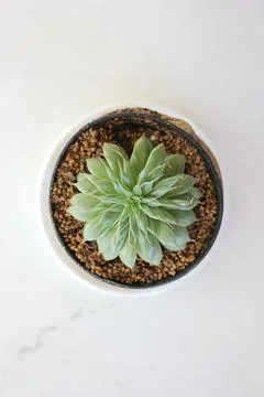 Echeveria elegans Foto stock