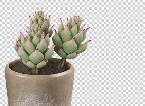 Echeveria elegans in pot Stock Photos