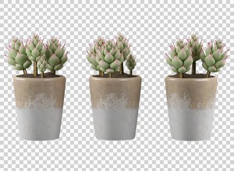 Echeveria elegans in pot Stock Photos
