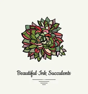 Echeveria hand drawn succulent vector isolated illustration. Modern ink succu Stock Illustration