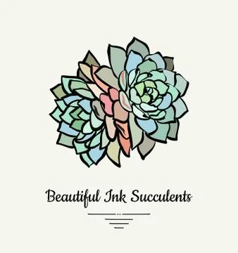 Echeveria hand drawn succulent vector isolated illustration. Modern ink succu Stock Illustration