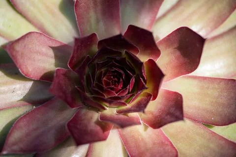 Echeveria leaf pattern shows macro detail. Echeveria rosette displays pink .. Stock Photos