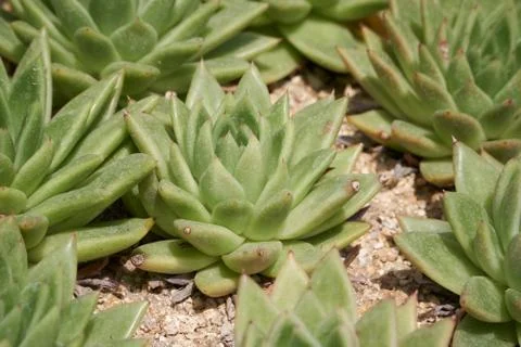 Echeveria Stock Photos