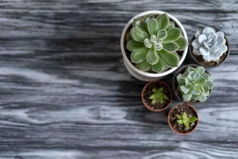 Echeveria Stock Photos