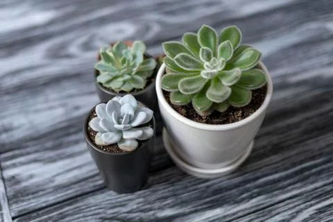 Echeveria Stock Photos