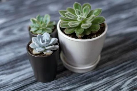 Echeveria Stock Photos
