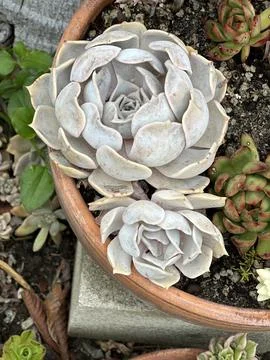 Echeveria Stock Photos
