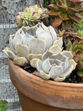 Echeveria Stock Photos