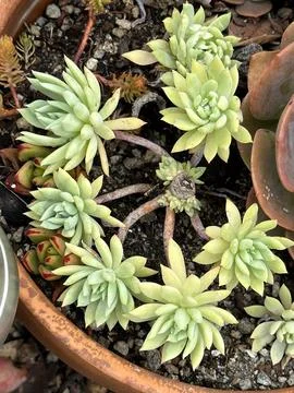 Echeveria 写真素材