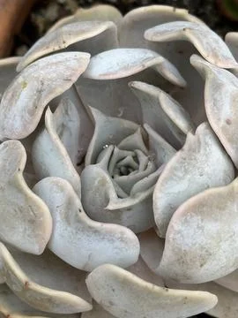 Echeveria Stock Photos