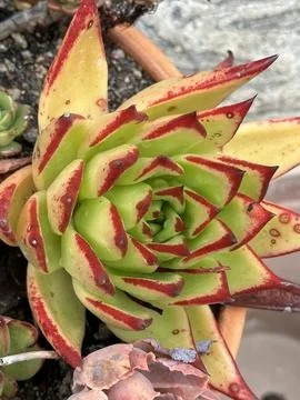 Echeveria Stock Photos