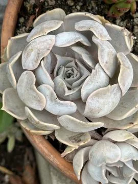 Echeveria 写真素材