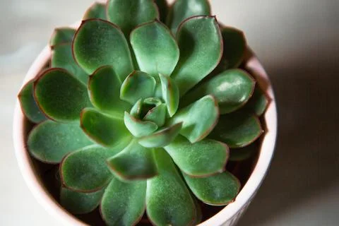 Echeveria in a pot in bright light with shadows. A house plant, a green hom.. Stock Photos