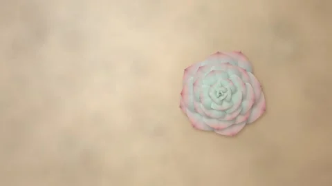 Echeveria Succulent Rosette Growing Leaf by Leaf Top View Animation 库存影片 347457441