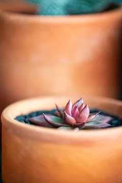 Echeveria Taurus succulent purple pink bulbous leaves slow growing plant Stock Photos