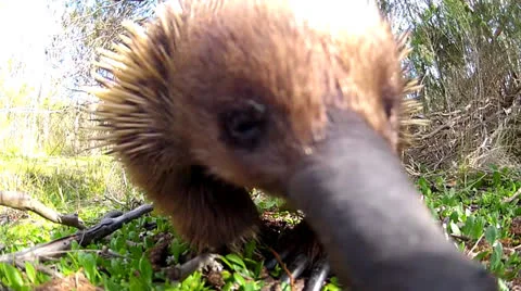 Echidna Close Up Vídeos de archivo 24724194