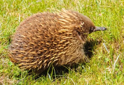 Echidna - Cradle Mountain Foto stock