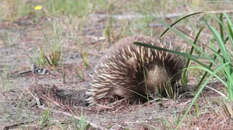 Echidna digging Vídeos de archivo 10855386