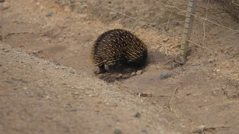 Echidna Digging Stock Footage 295079952