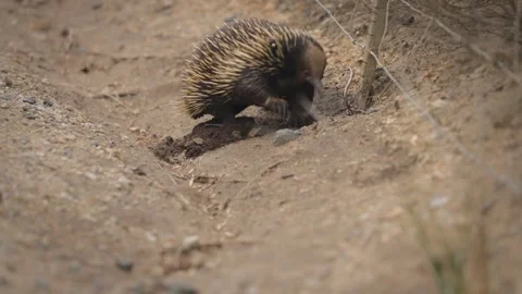 Echidna Digging then walking away Stock Footage 295079953