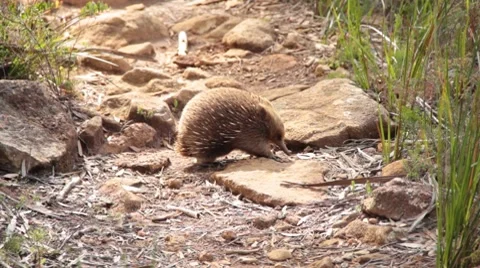Echidna Stock Footage 8775535