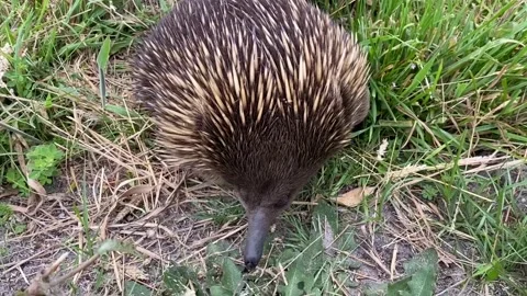 Echidna Stock Footage 153960851