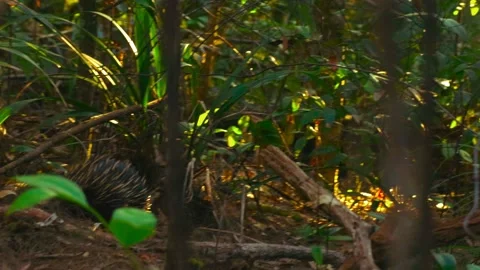 Echidna Stock Footage 177967402