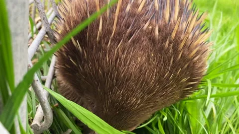 Echidna Stock Footage 212045607