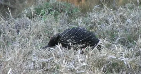 Echidna Stock Footage 242741790