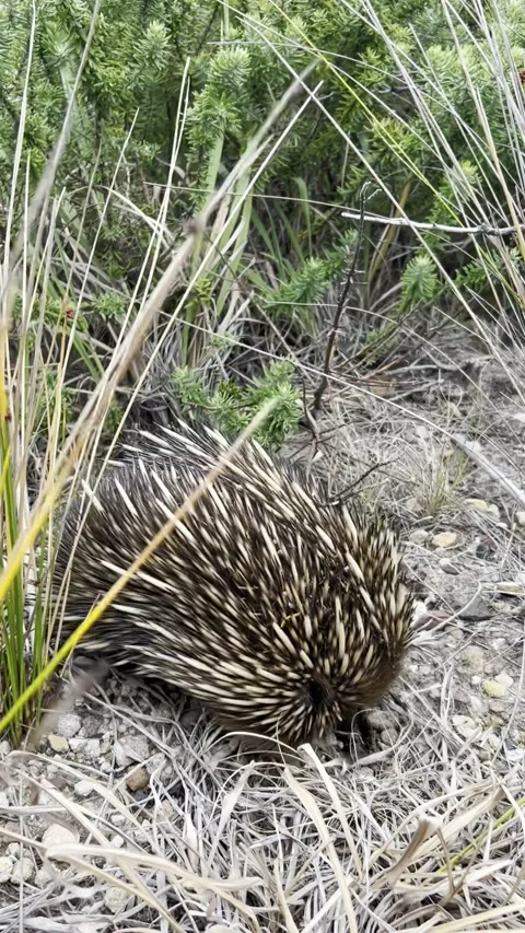 Echidna foraging for food 스톡 동영상 345173629