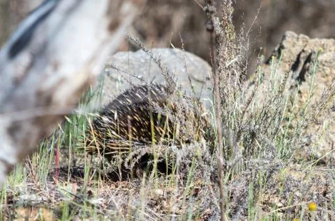 Echidna foraging in a grassy area Stock Photos