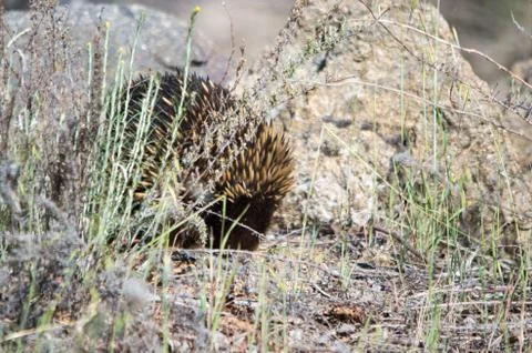 Echidna foraging in a grassy area Stock Photos