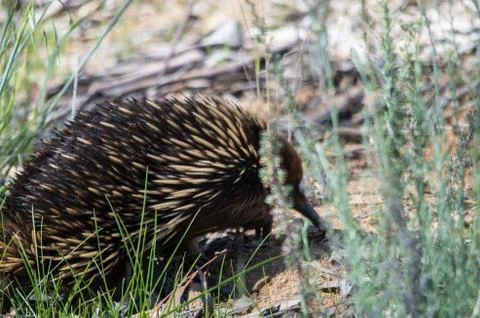 Echidna foraging in a grassy area Stock Photos