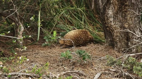 Echidna foraging to the right at cape pillar, tasmania Stock-Footage 72295161