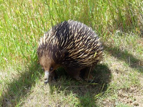 Echidna in the grass Stock Photos
