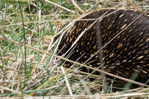 Echidna grazing in grass Stock Photos
