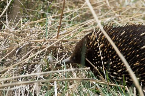 Echidna grazing in grass Stock Photos