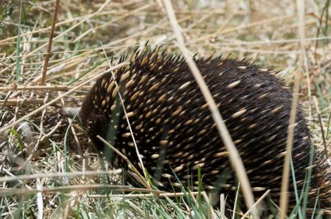 Echidna grazing in grass Stock Photos