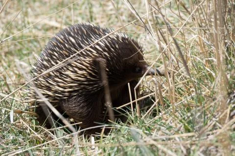 Echidna grazing in grass Stock Photos